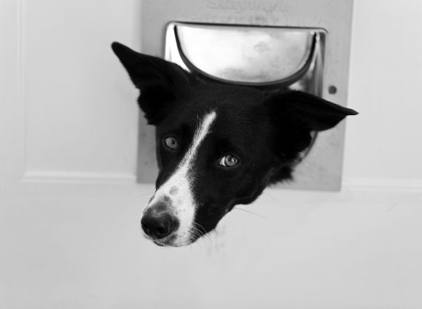 Puppy Door Installation