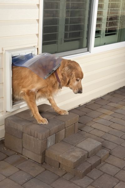 Wall Dog Door Installation Service